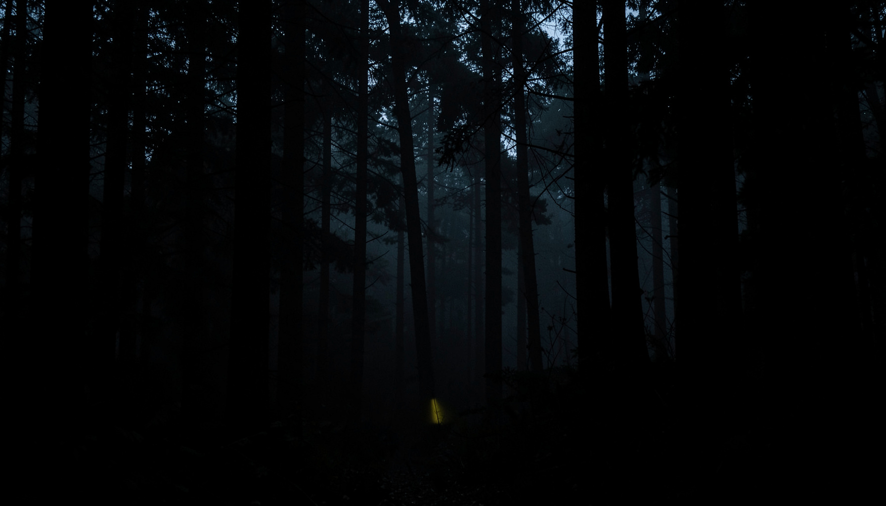A dark, low-key photograph of a dense forest at twilight, with deep shadows pooling between tall trees and a faint mist hanging in the air.